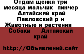 Отдам щенка три месяца мальчик, пинчер - Алтайский край, Павловский р-н Животные и растения » Собаки   . Алтайский край